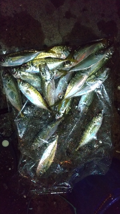 仕事帰りの寄り道アジング