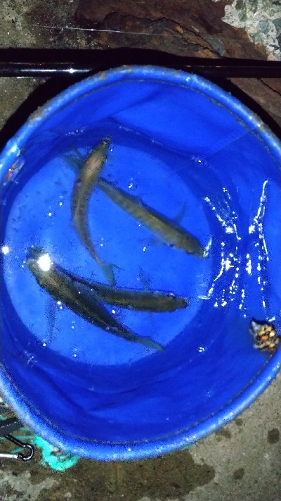 仕事帰りの寄り道アジング 二日目