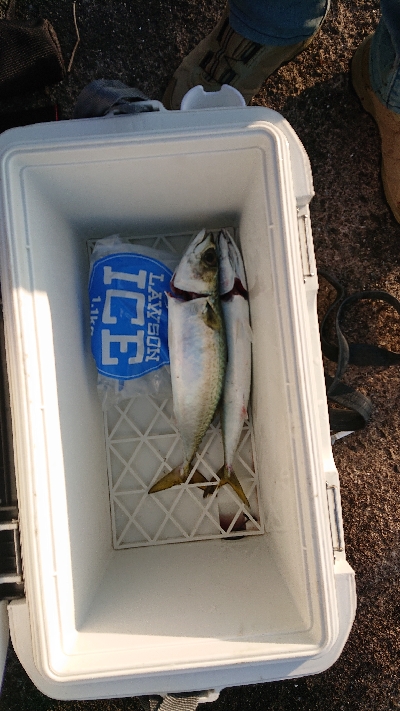 本命のメジロは出張中