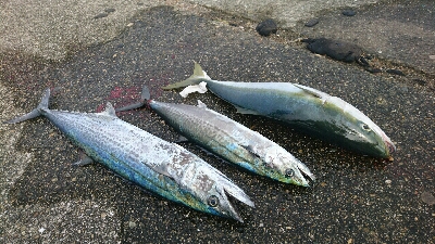 初サワラ?  サゴシ?