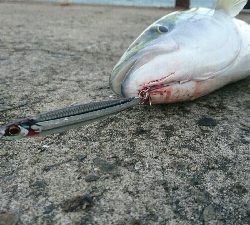 爆風ショアジギング!