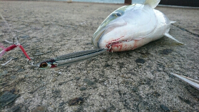 爆風ショアジギング！