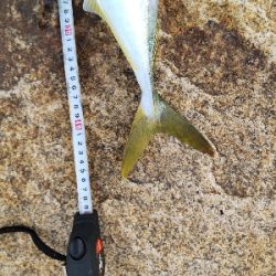 サーベリング？