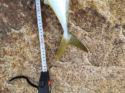 サーベリング？