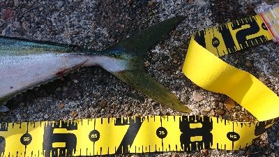 80cmで3.8kg 痩せすぎです・・・