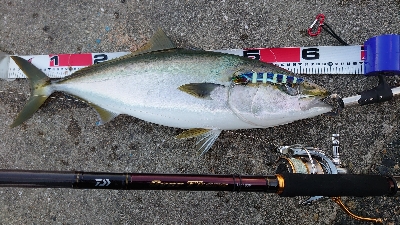 今日もメジロ、ブリ遠し。