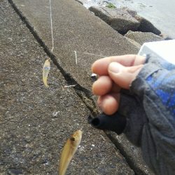 苅屋海岸のキス釣り