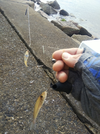 苅屋海岸のキス釣り