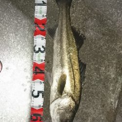 久々のシーバス