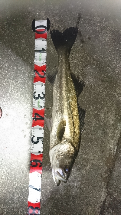 久々のシーバス