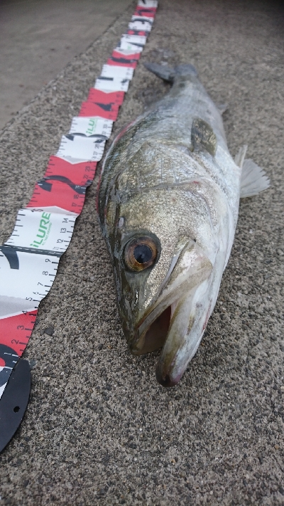 爆風でもシーバス