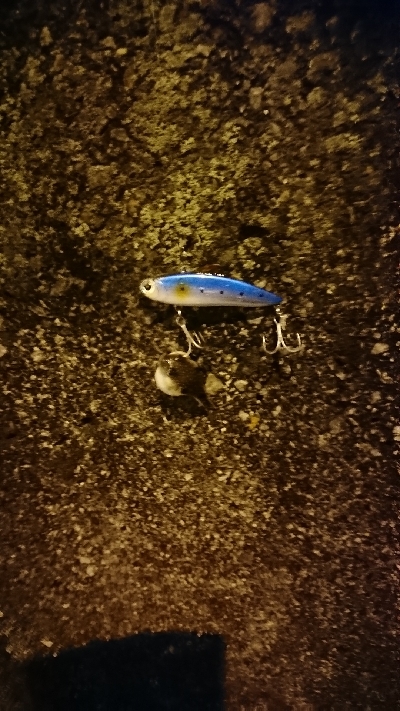 雨と濁りと風とシーバス