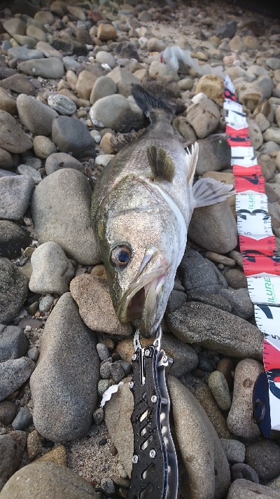 リベンジシーバス