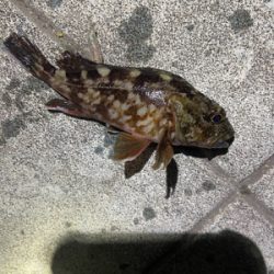 アジングのはずがぁ・・・