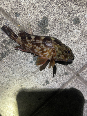 アジングのはずがぁ・・・