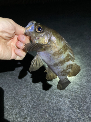 明石でメバリング