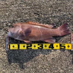 ヘチ釣りコブダイ