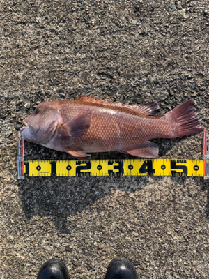 ヘチ釣りコブダイ