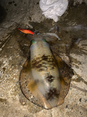 イカの引きは本間に最高‼︎