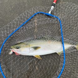 今日も、やったりました！