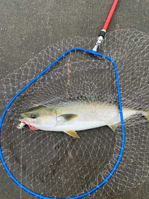 今日も、やったりました！