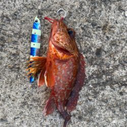 青物を求めて長島へ。