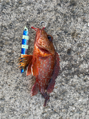 青物を求めて長島へ。