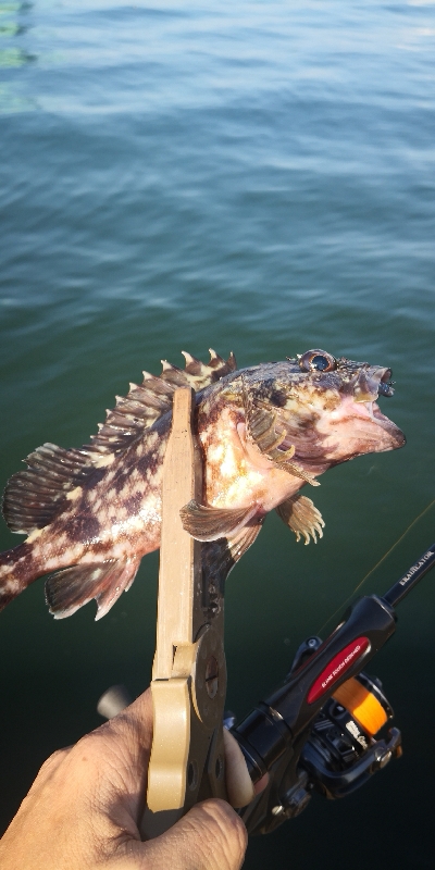 アジング練習 327