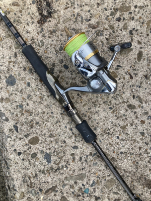 アオリイカ、キャッチアンドリリース