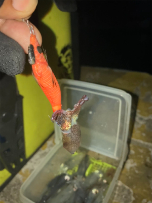 ヒイカ釣り4(^｡^)