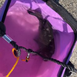 沖堤防にて久々アコウ