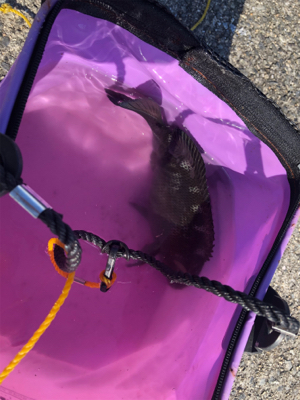 沖堤防にて久々アコウ