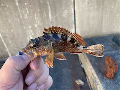 沖堤は今日も賑やか