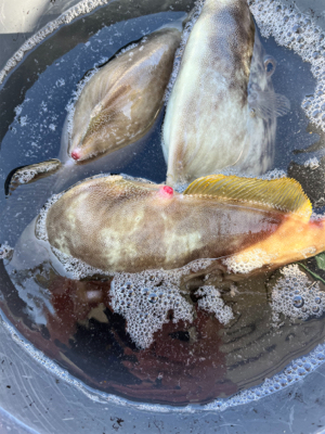 イカとハゲのリレー釣り