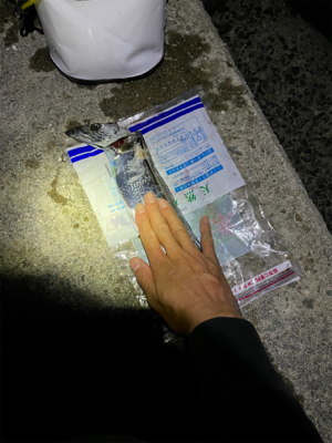 1匹だけ。下手っぴーすみません