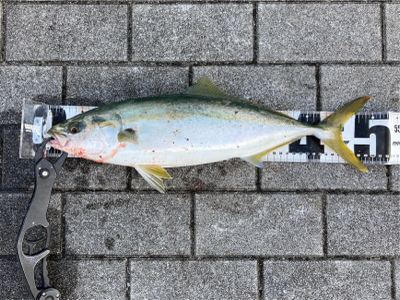 高速ジャーク。ハマチ50cm。。。