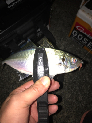 アジをもとめて