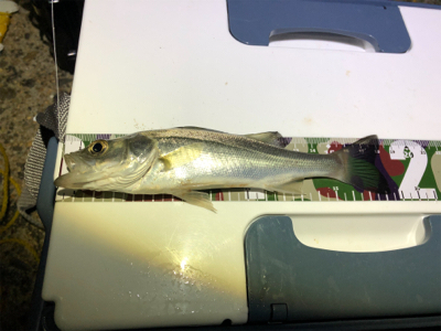 サーフアンド漁港　第二弾