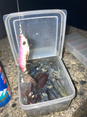 ヒイカ調査5(^.^)