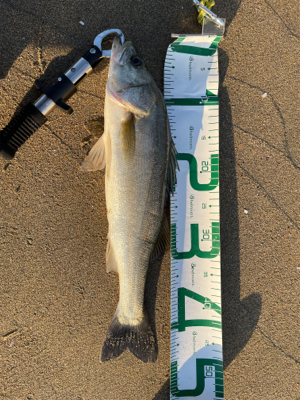 回遊シーバスを狙って