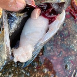 激ウマ!!脂ノリノリグレ