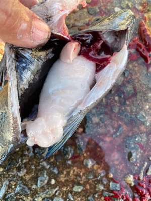 激ウマ!!脂ノリノリグレ