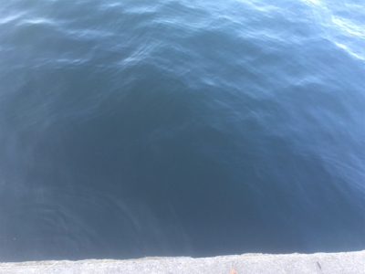 青物、タチウオはどこへ?