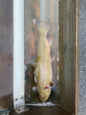 トラウトリベンジ達成