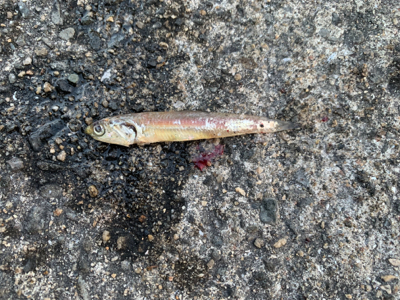 魚っていつもどうでもいい話してるときに釣れるよね。