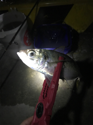 深夜のサビキ釣り