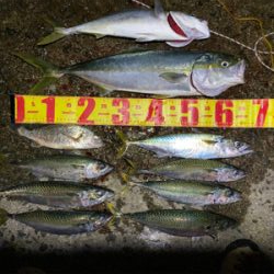 渋い中にもメジロゲット。夕からサバ祭り