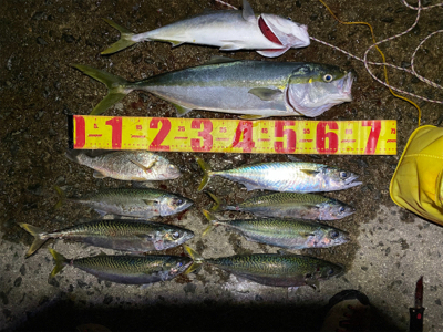 渋い中にもメジロゲット。夕からサバ祭り