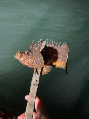 最近のアジング