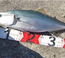 ハマチ3安打！2021ライトゲーム第34戦